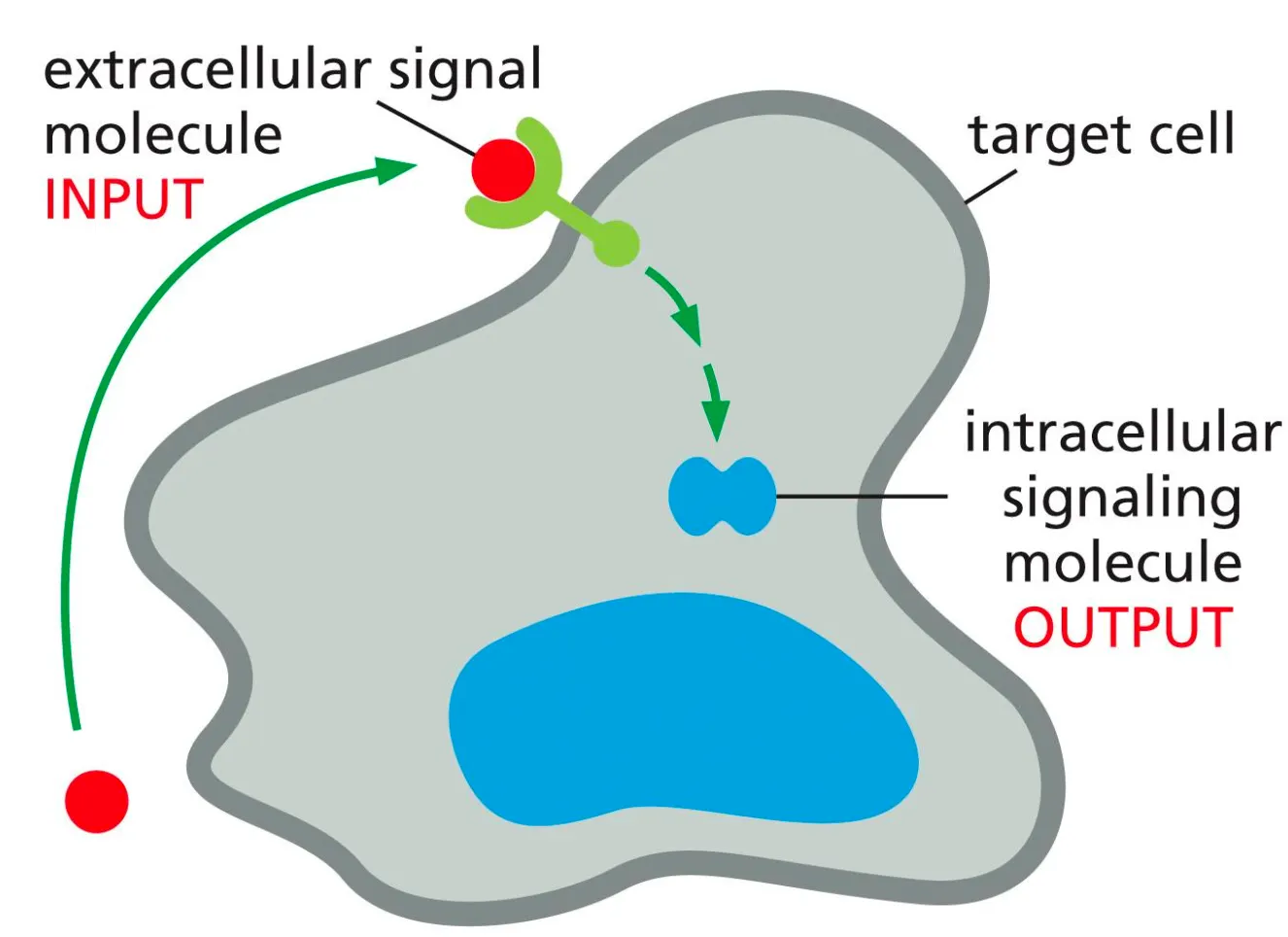 <ul><li><p><strong><em>Target cells</em></strong> have proteins which are receptors and can recognise ligands. <strong><em>Signal transduction</em></strong> happens when the receptor on the target cell receives an incoming extracellular signal and then produces intracellular signalling molecules, which alter the cell behaviour.</p></li></ul><ul><li><p>The response of a cell to a certain signal depends on whether that cell has the given receptor for the ligand. Each receptor is only activated by a single ligand.</p></li><li><p>The reaction mechanism of a cell on the signal depends on which cascade of intracellular signals the cell-surface receptor can generate and how that effects the effector proteins.</p></li></ul><p></p>