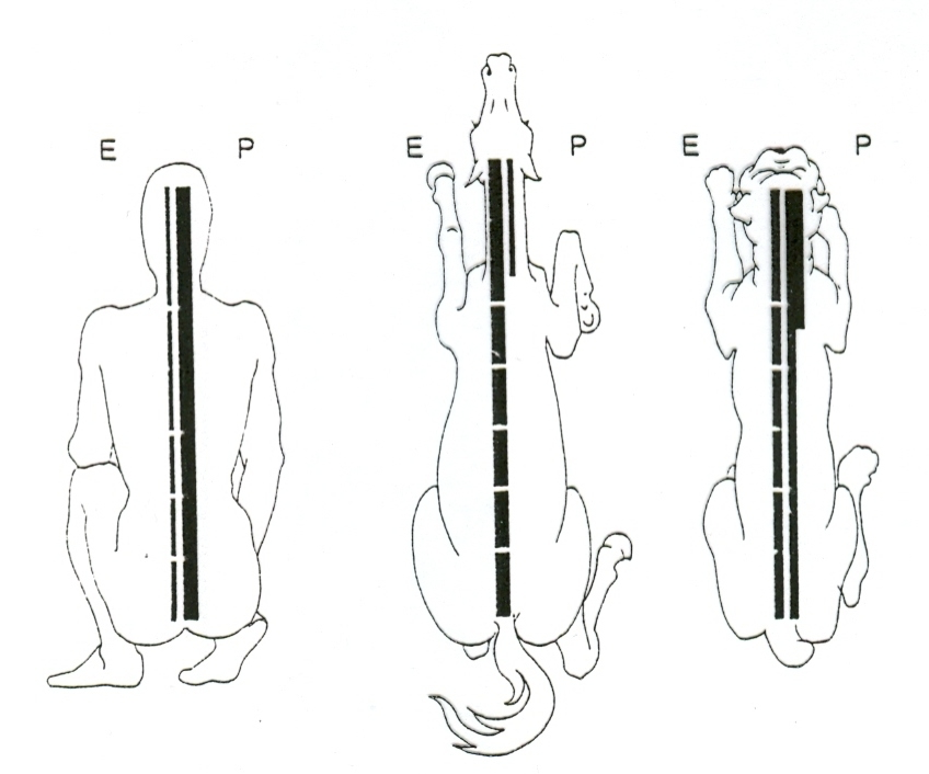 <p><strong>1) Reticulospinal tract - </strong></p><ul><li><p>OLD tract, is responsible for&nbsp;<u>basic instincts</u>&nbsp;(startle reaction), postural, and initiates locomotion&nbsp;</p></li></ul><p></p><p><strong>2) Vestibulospinal tract -&nbsp;</strong></p><ul><li><p>Input from vestibular apparatus and cerebellum; acts on extensor muscles&nbsp;</p><ul><li><p>Maintains posture&nbsp;</p></li></ul></li></ul><p></p><p><strong>3) Rubrospinal tract -&nbsp;</strong></p><ul><li><p>Acts mainly on flexors, postural in function&nbsp;</p></li></ul><p></p><p><strong>4) Tectospinal tract -&nbsp;</strong></p><ul><li><p>Input from vision and hearing, acts on cervical vertebrae, and&nbsp;<u>orientates head</u></p></li></ul><p></p>