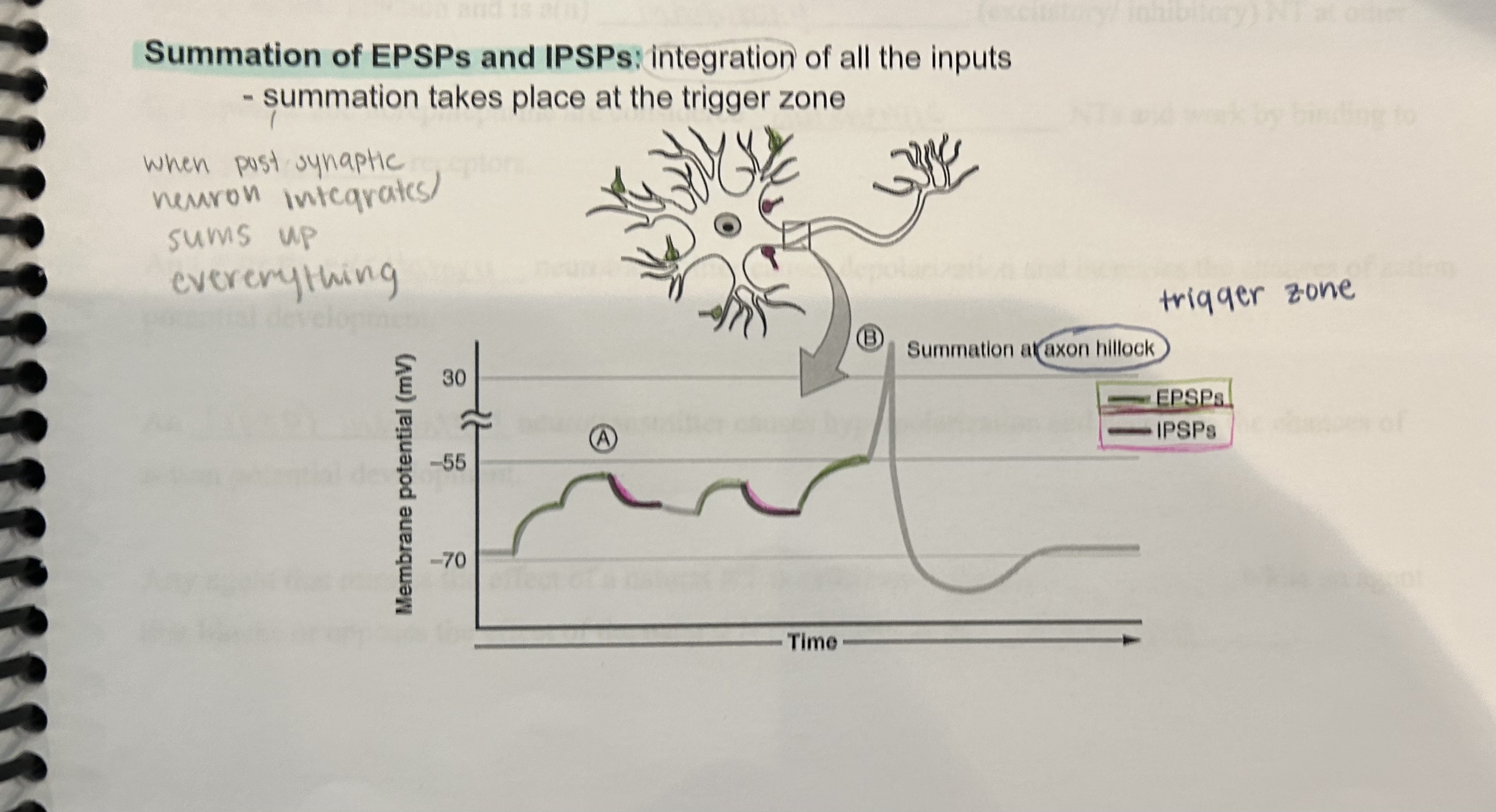 <p>Integration of all the inputs.</p><ul><li><p>Summation takes place at the trigger zone.</p></li><li><p>When postsynaptic neuron integrates/sums up everything.</p></li></ul>