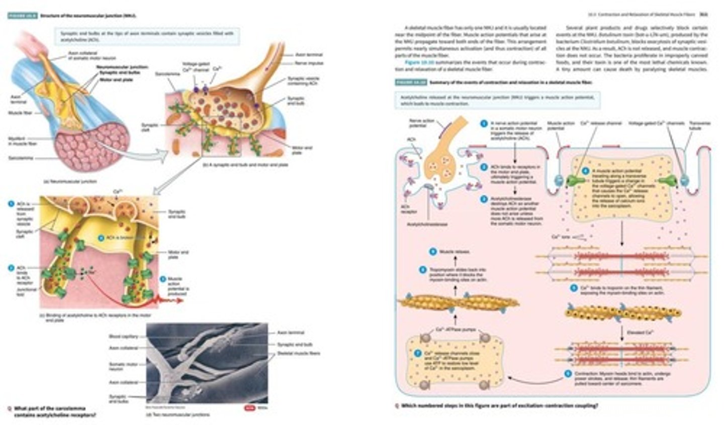 <p>A structure that encircles myofibrils and stores calcium ions.</p>