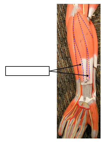 term image