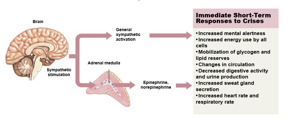 <ul><li><p><strong>Fight or flight; immediate</strong></p></li><li><p>Sympathetic division of ANS system directs this response</p></li><li><p>Energy reserves are mobilized, mainly in the form of glucose</p></li><li><p>Body prepares to deal with the stress-causing factor by “fight or flight” responses (increase energy used)</p></li><li><p><strong>Dominant hormone: epinephrine</strong></p></li></ul><p></p>