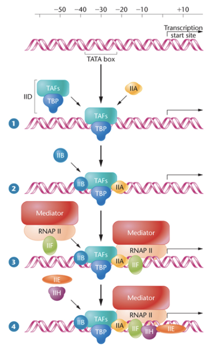 <ul><li><p><span>general transcription factors bind to the core promoter</span></p><ul><li><p><span>GTFs are named according to the polymerase with which they interact</span></p></li><li><p><span>Ex: TFIIA</span></p></li></ul></li><li><p><span>GTFs recruit RNA polymerase to form the preinitiation complex (PIC)</span></p><ul><li><p><span>RNAP cannot locate a gene on its own</span></p></li><li><p><span>recruitment of polymerase by GTFs is increased by activators bound to enhancer sequences (we’ll revisit this when we discuss gene regulation)</span></p></li></ul></li></ul><p></p>
