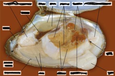 <p>Domain?</p><p>Phylum?</p><p>Class?</p><p>Genus?</p>