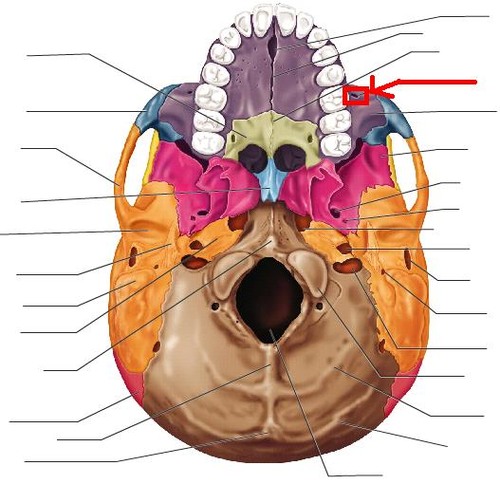 knowt flashcard image
