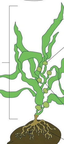 <p>Label in order from top arrow to bottom. </p>