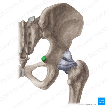 <p>medial projection separating greater and lesser sciatic notches; where 2 ischial spines are close together. </p>