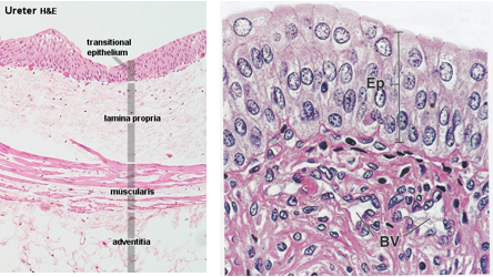 <ul><li><p>mucosal layer w transitional epithelium (urothelium) and lamina propria </p></li><li><p>transitional epithelium stretches </p></li><li><p>muscularis mucosae and submucosal layers are absent </p></li></ul><p></p>