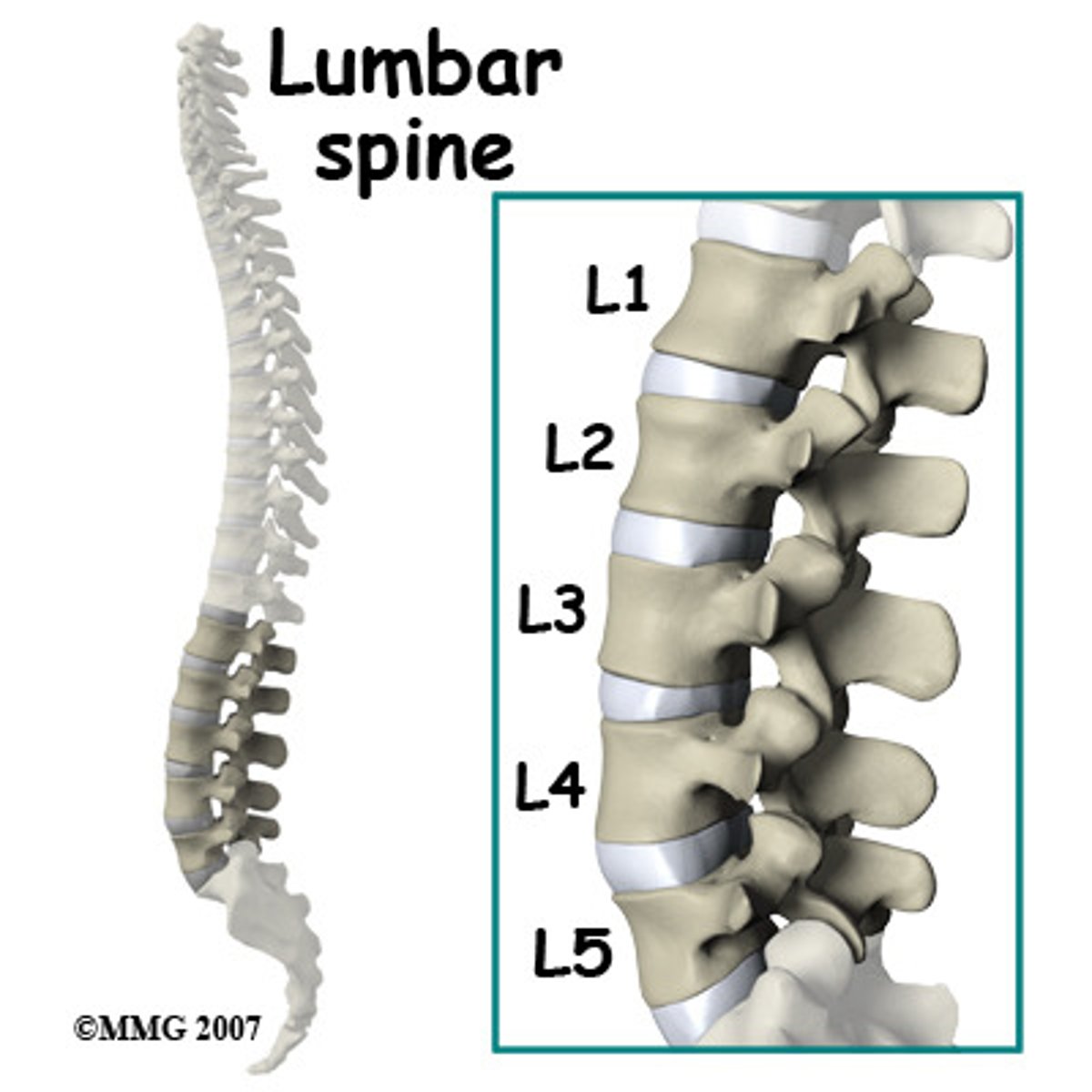 <p>loin, lumbar region of the spine</p>