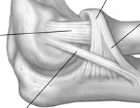 <p>What is the name of the superior and anterior (top-right) ligament?</p>