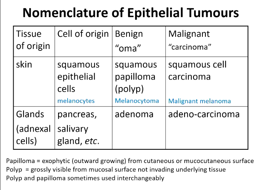 <ul><li><p>Benign = oma</p></li><li><p>Malignant = carcinoma</p></li></ul><p></p>