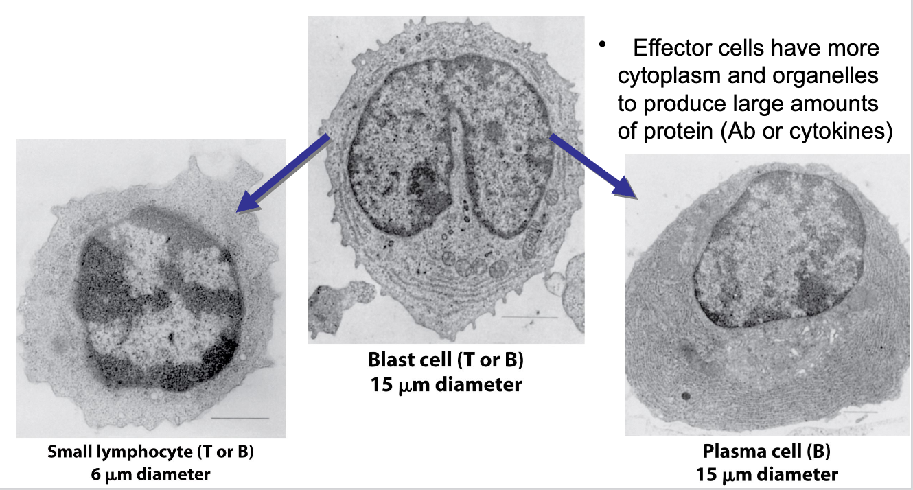 <p>Lymphocyte Differentiation</p><ul><li><p>what happens when small lymphocytes encounter Ag?</p></li><li><p>what do lymphoblasts do? What happens when they stop dividing?</p></li><li><p>what do effector cells have more of?</p></li></ul><p></p>