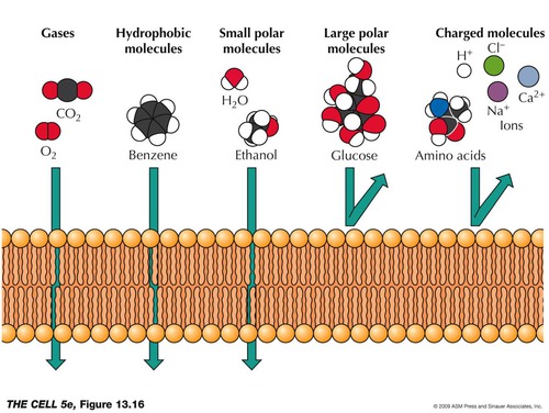 small, nonpolar molecules