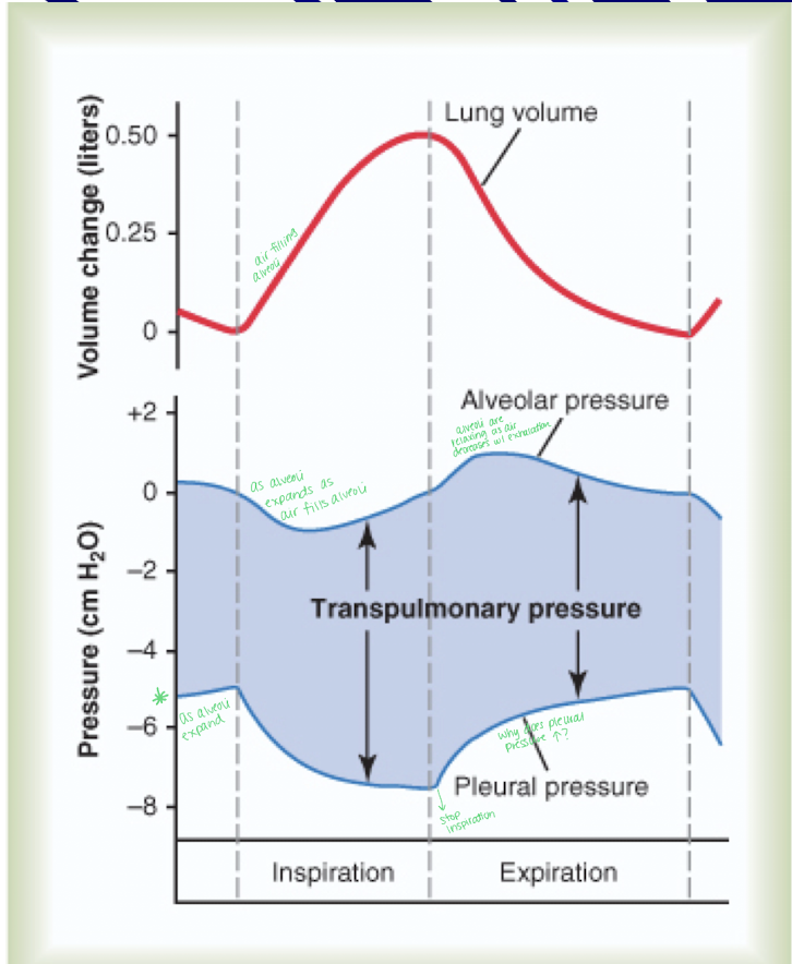 <p>Inspiration</p><ul><li><p>Lung volume will increase</p></li><li><p>Alveolar pressure will decrease because the alveoli will expand as air flows in</p></li><li><p>Pleural pressure will become more negative, aiding in lung inflation <strong>(-5 cm H2O)</strong></p></li></ul><p>Expiration</p><ul><li><p>Lung volume will decrease</p></li><li><p>Alveolar pressure will increase as the lungs compress causing alveoli to relax</p></li><li><p>Pleural pressurewill become less negative, helping to expel air from the lungs. </p></li></ul><p></p>
