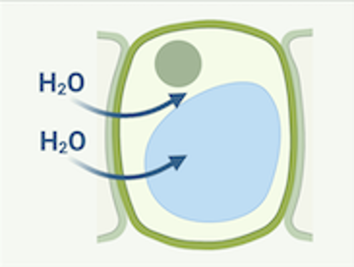 <p>cell becomes turgid which is ideal b/c the cell wall exerts turgor pressure</p>