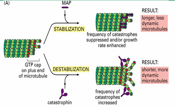 <ol><li><p>Those that stabilize microtubules (Ex. Tau and EB1)</p></li><li><p>Those that destabilize microtubules (Ex. catastrophin)</p></li></ol><p></p>