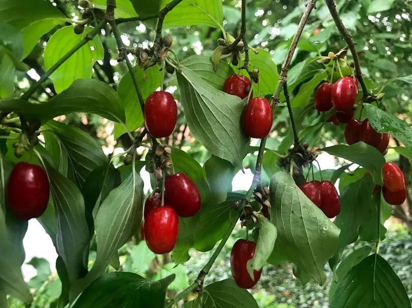 <p>Shrub to small tree, bright red fruits, clusters of bright yellow flowers with four petals, oppositely arranged, simple entire leaves with fibrous U-shaped paired veins, round flower buds enclosed by downy boat-shaped bracts, leaf buds are slender and pointed, exfoliating textured bark with orange undertone all the way to twigs&nbsp;</p>