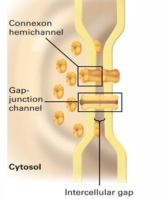 <ul><li><p>6 connexin proteins make a hexagonal connexon hemichannel </p></li><li><p>One hemichannel will sit in the cell membrane of each connected cell</p></li><li><p>Two lined-up hemichannels form a gap junction </p></li><li><p>These hemichannels are found in groups to form gap junction rich regions </p></li></ul><p></p>