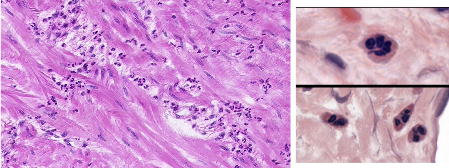 <p>What cell is shown in these images?</p>