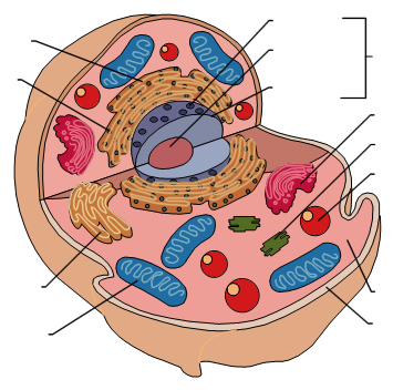 <p>Powerhouse of the cell - the blue</p>