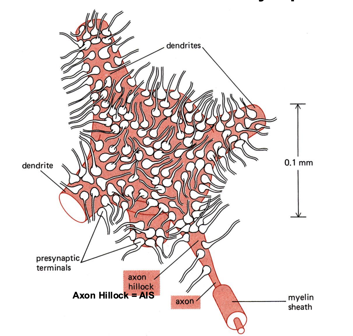 <p>Neurons have ________ of synapses</p>