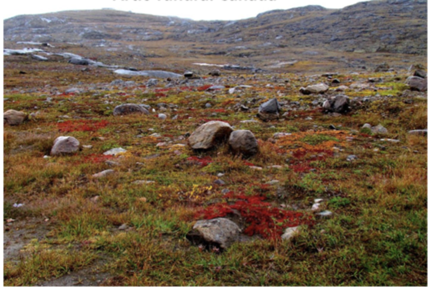 <p>Extremely cold temperatures (long winters, very short, cool summers), low precipitation (mostly snow)/technically a cold desert, and strong winds and little sunlight during the winter months (polar night/24 hour darkness in summer)</p><p>-permafrost: a permanently frozen layer beneath the surface soil; the active layer (top soil that thaws in summer) is shallow, restricting root growth</p><p>-no trees (roots can't penetrate permafrost), so vegetation includes mosses, lichens, sedges, dwarf shrubs, and grasses</p><p>-animals are adapted to extreme cold: thick fur, fat layers, migration, or hibernation; examples: caribou/reindeer, Arctic fox, lemmings, snowy owls, musk oxen, polar bears</p><p>-stores massive amounts of carbon in frozen soils → sensitive to climate change; warming also causes permafrost thaw, releasing greenhouse gases (CO₂, methane)</p>