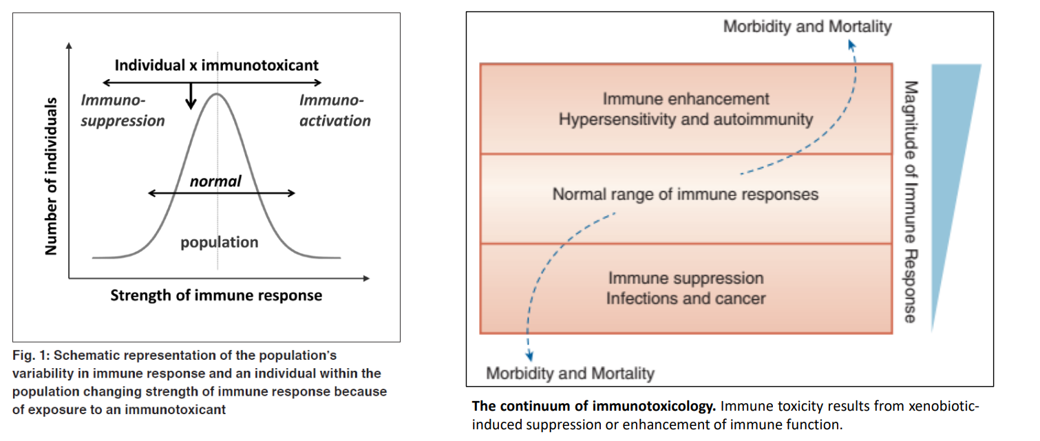 14. Immunotoxicity Notes | Knowt