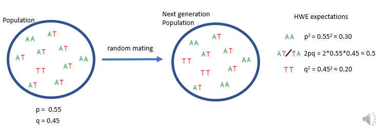 <p>The alleles <strong>A</strong> and <strong>T</strong> are used as example variants at a locus, though any SNP or structural variant could be substituted. In the population, the <strong>A allele frequency</strong> is <strong>p = 0.55</strong> and the <strong>T allele frequency</strong> is <strong>q = 0.45</strong>. Under <strong>Hardy–Weinberg equilibrium</strong> and <strong>random mating</strong>, the expected genotype frequencies depend solely on allele frequencies:</p><ul><li><p><strong>AA:</strong> <span>p2p^2p2</span></p></li><li><p><strong>TT:</strong> <span>q2q^2q2</span></p></li><li><p><strong>AT:</strong> <span>2pq2pq2pq</span>, reflecting the two possible ways to inherit one A and one T.</p></li></ul><p></p>