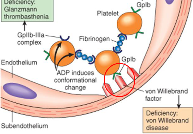 <p>step 2- von Willebrand factor is produced by endothelial cells and binds to collagen in subendothelium. vWF also binds to receptor on the activated platelets—which is now attached to subendothelial </p>