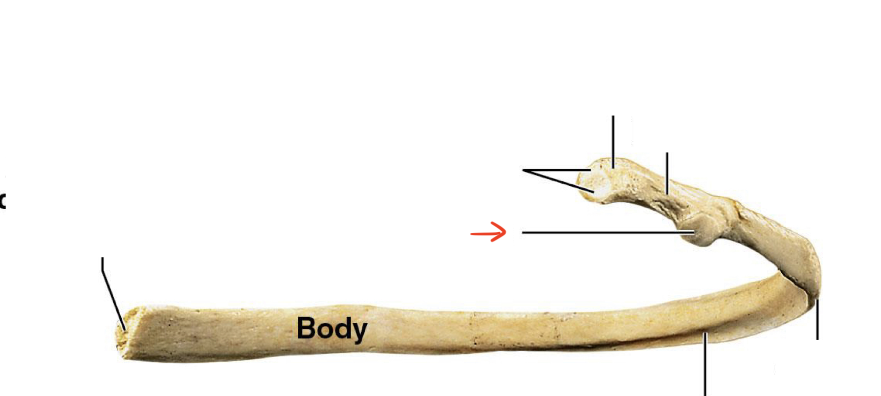 <p>articulates w/ transverse process of thoracic vertebrae</p>