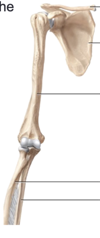 <p>Forearm</p>