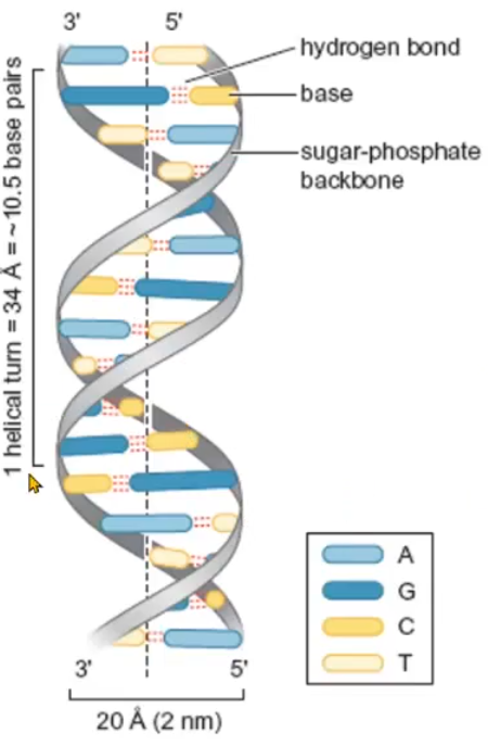 <ul><li><p>phosphates being outside</p><ul><li><p>interaction with water</p></li><li><p>less repulsion</p></li></ul></li><li><p>Bases inside</p><ul><li><p>stacking </p></li><li><p>hydrogen bonding</p></li></ul></li></ul><p></p>