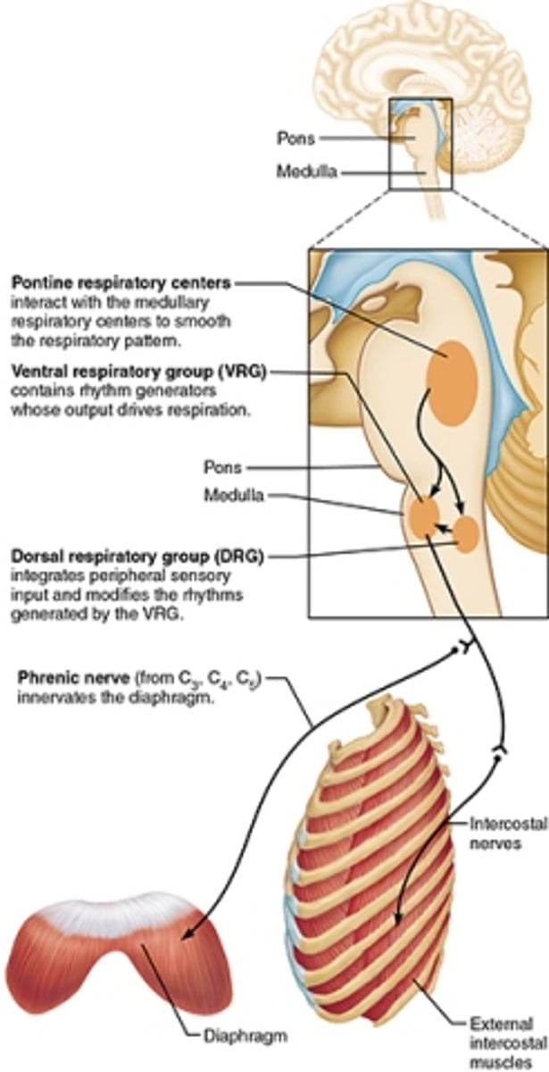 <p>Smooths out breathing and stems into the dorsal and ventral respiratory groups</p>