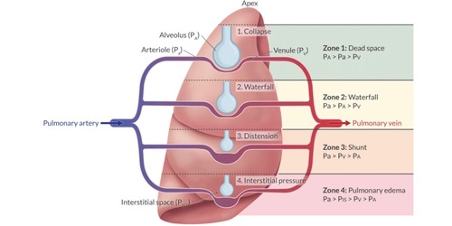 <ul><li><p>Zone 1</p><ul><li><p>PA > Pa > Pv</p></li><li><p>dead space</p></li></ul></li><li><p>Zone 2</p><ul><li><p>Pa > PA > Pv</p></li><li><p>waterfall, normal physiology</p></li></ul></li><li><p>Zone 3</p><ul><li><p>Pa > Pv > PA</p></li><li><p>shunt</p></li></ul></li><li><p>Zone 4</p><ul><li><p>Pa > Pist > Pv > PA</p></li><li><p>pulmonary edema</p></li></ul></li></ul><p></p>