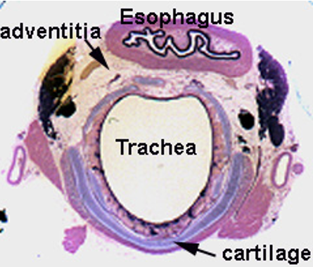 <p><strong>Trachea</strong></p><p><em>C-shaped cartilage ring obsverable</em></p>