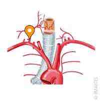 <p><span>Name this structure</span></p>