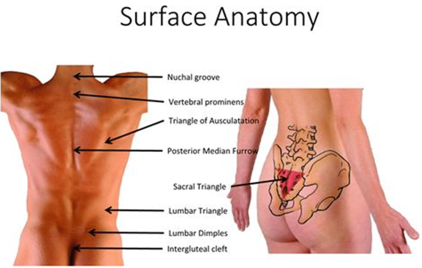 <p>is used for diagnosis</p>