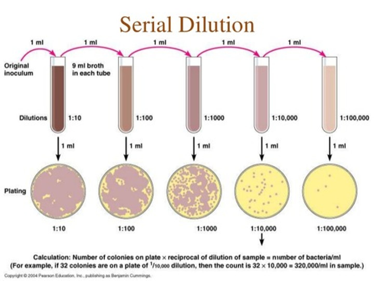 <p>Step by step dilution of a substance in solution, used to produce a range of concentrations.</p><p>Set up by adding 1ml of stock solution into 9ml distilled water. Continue by using 1ml stock from previous tube, add to next tube of 9ml distilled water and so on</p><p>10% to 1% to 0.1% tube to tube</p>