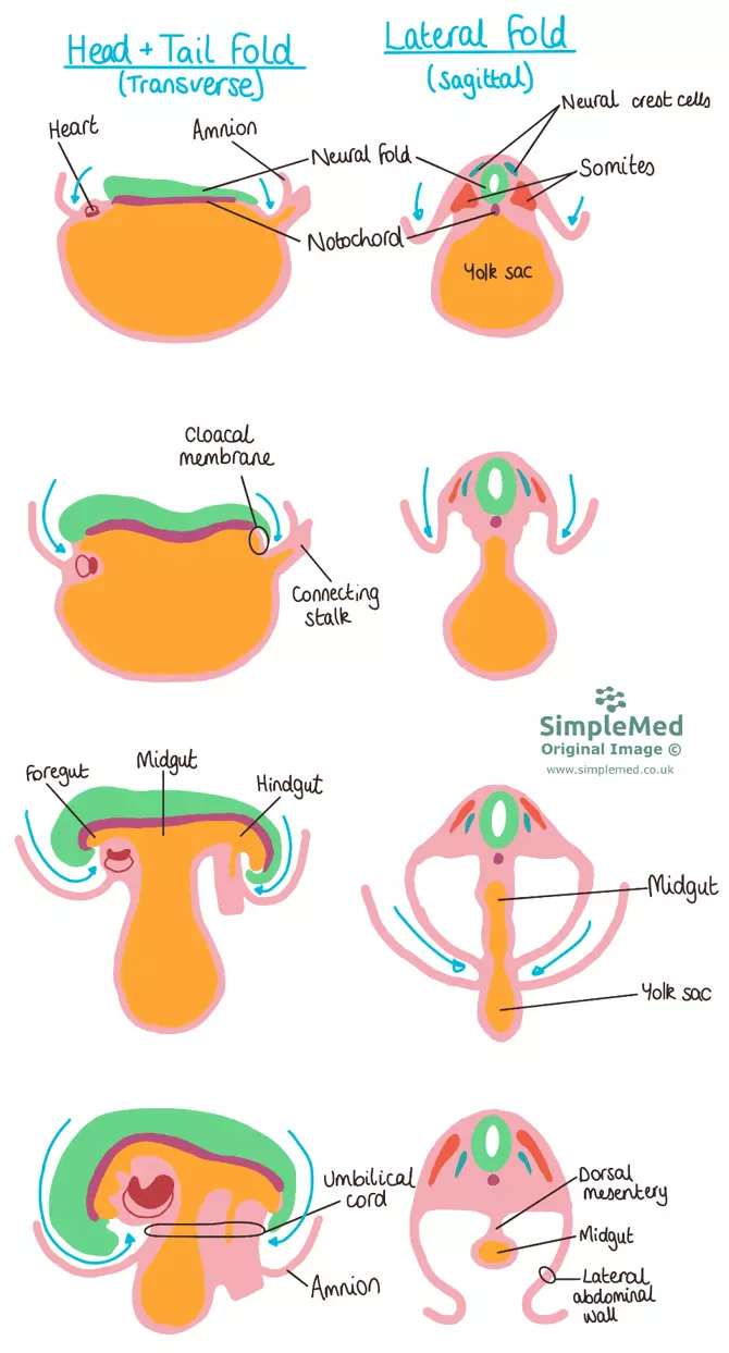 <p>Caudal folding happens because <strong>the spinal cord grows longer.</strong> As it stretches out, it pulls the tail end of the embryo inward and curves it under the body. This helps shape the lower part of the body, like the abdomen and pelvis.</p><p><a target="_blank" rel="noopener noreferrer nofollow" class="link" href="https://youtu.be/LtMztjJwH5E?t=949" data-prevent-progress="true">Video</a></p>