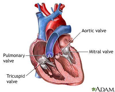 <p>Separates the <strong>right ventricle</strong> from the <strong>pulmonary artery.</strong> Opens to pass blood from the <strong>right ventricle</strong> to the <strong>lungs </strong>through the <strong>pulmonary artery</strong> where it will receive oxygen. Prevents the back flow of blood from the pulmonary artery to the right ventricle</p>