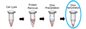 <ol start="4"><li><p>DNA Extraction Step 4: Rehydrate Pellet</p></li></ol><p></p>