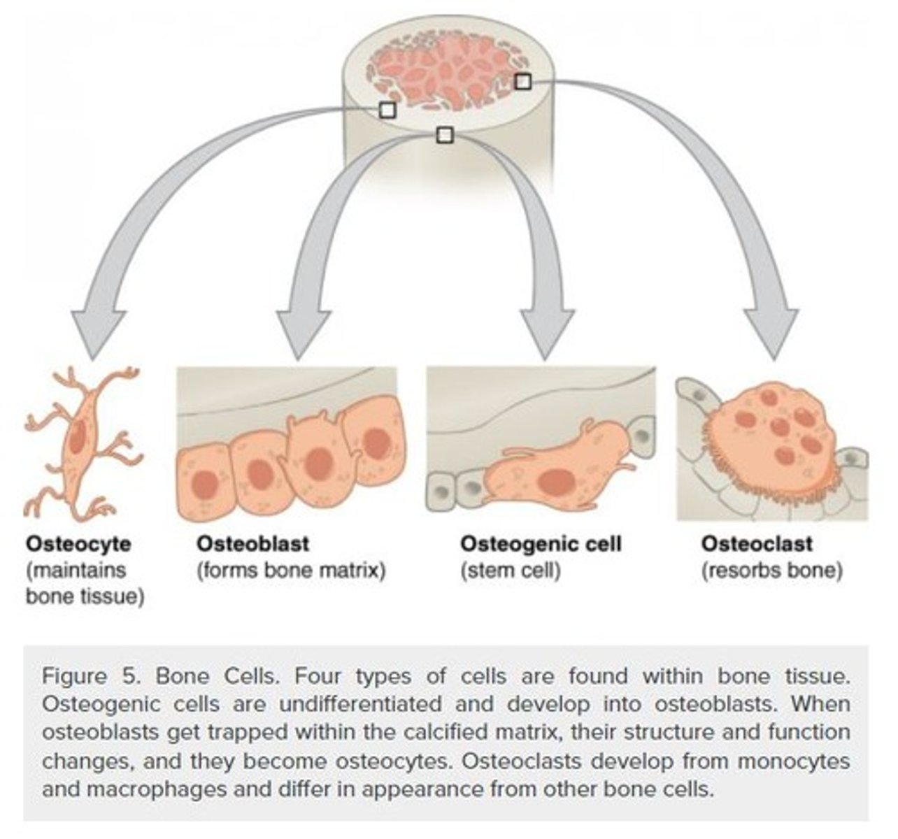 <p>Cells responsible for the formation of bone through ossification.</p>