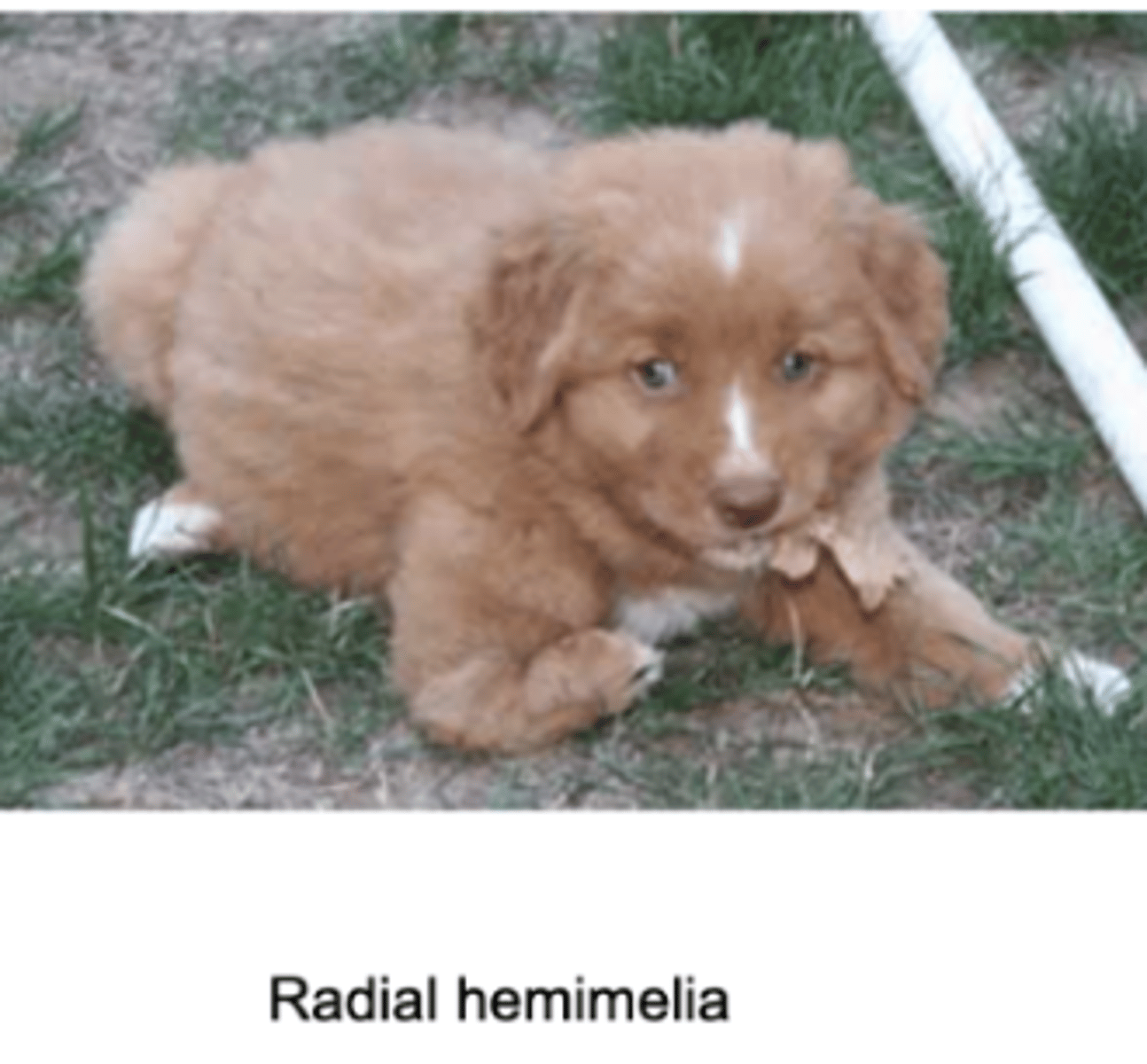 <p>Radial hemimelia is related to _______________ toxicity.</p>
