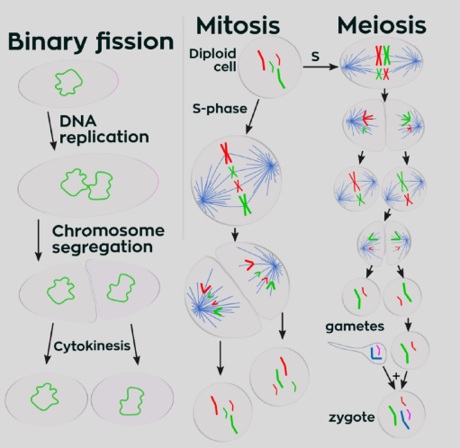 <p>• Cytoskeleton aids separation of chromosomes</p><p>• No requirement for microtubular spindle apparatus or complex</p><p>patterns of arrangement</p><p></p>