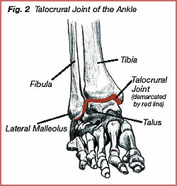 <p>tibia &amp; fibula &amp; talus</p>