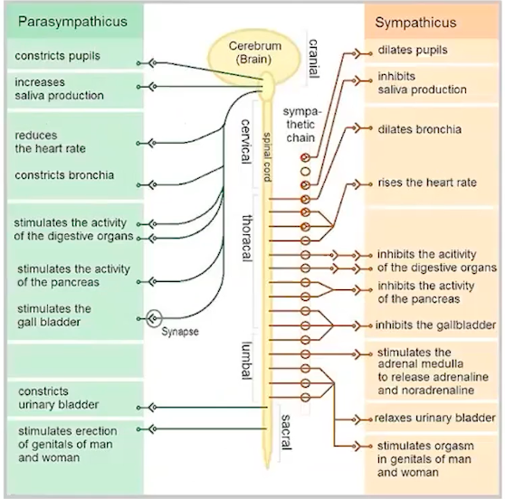 <p>autonomic system</p>