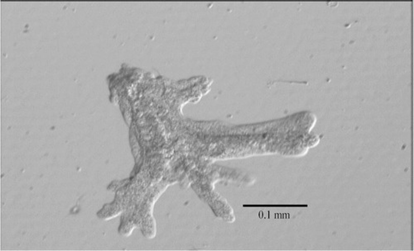 <p>Freshwater, pseudopodia, cytoplasmic streaming, contractile vacuole, some are parasitic.</p>