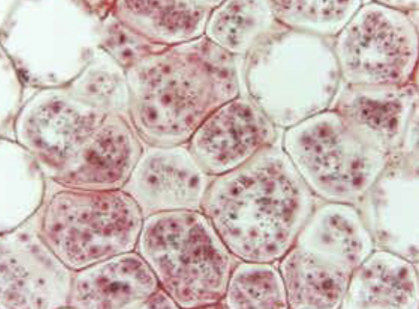 <p>Stores pigments</p>