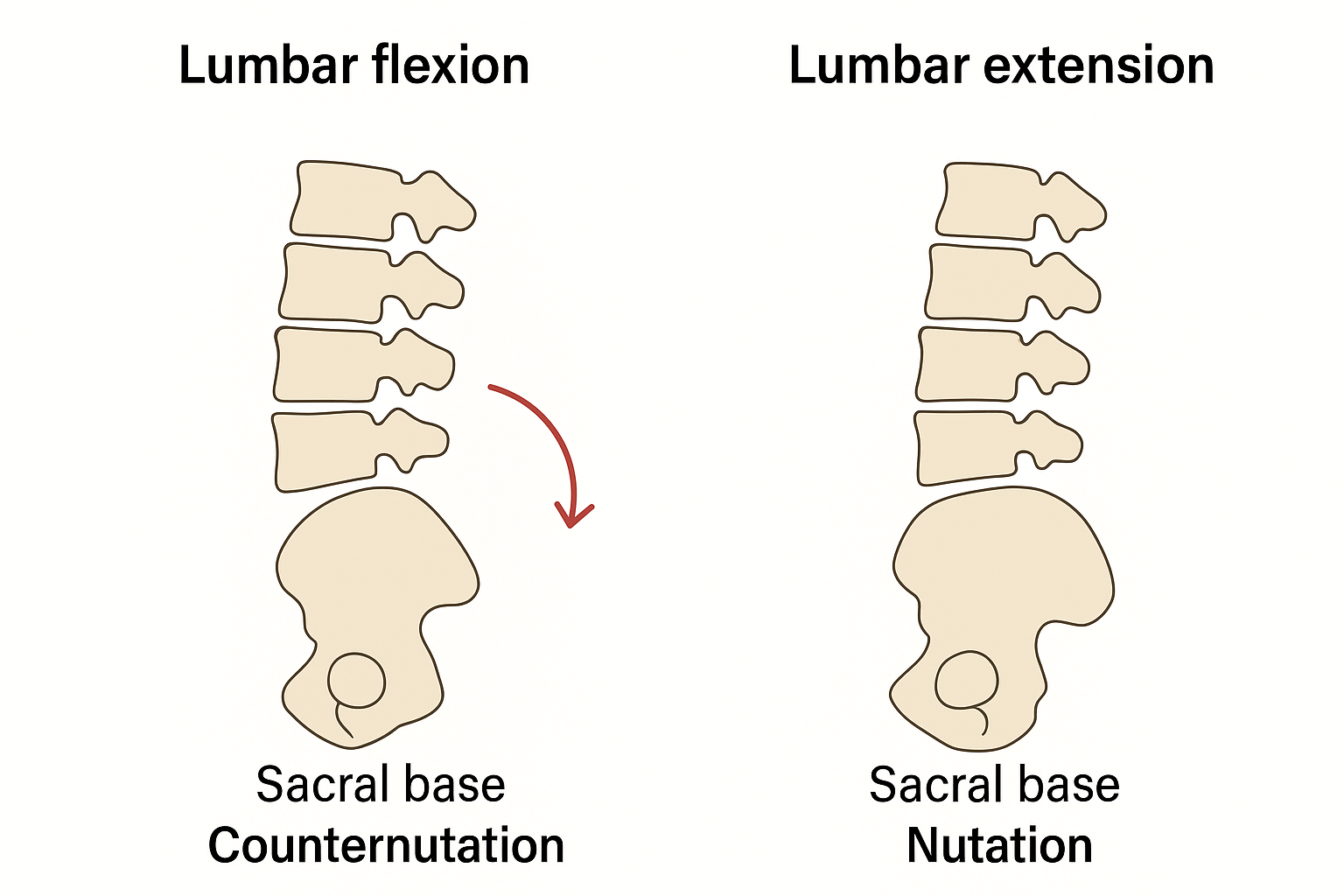 <p>Lumbar extension pairs with:</p>