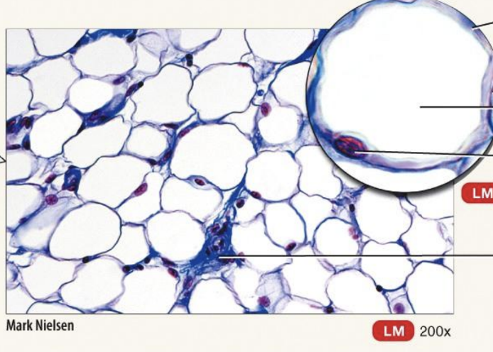 <p>Mature Connective Tissue; loose connective tissue: <strong>adipose tissue</strong></p>